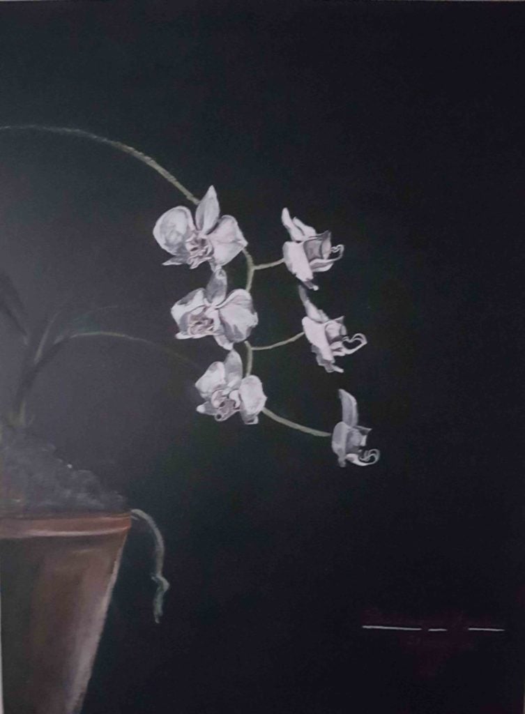 Natures - orchidées