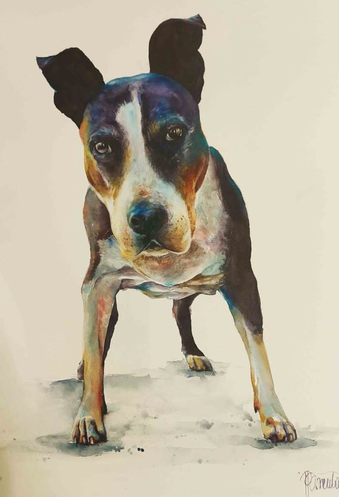 tableau chien Pittbull
